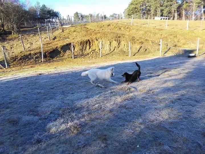 La ch'tite colo, pension canine. - Cantal pet otel