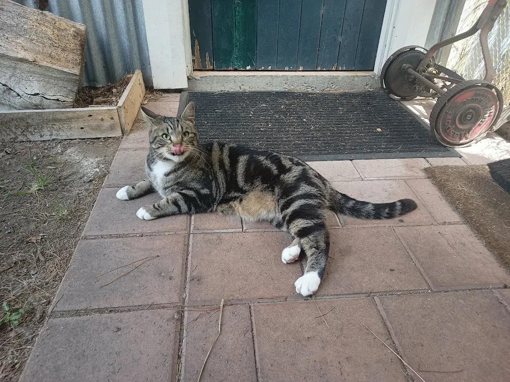 4 Paws Cat Motel - Canterbury pet otel