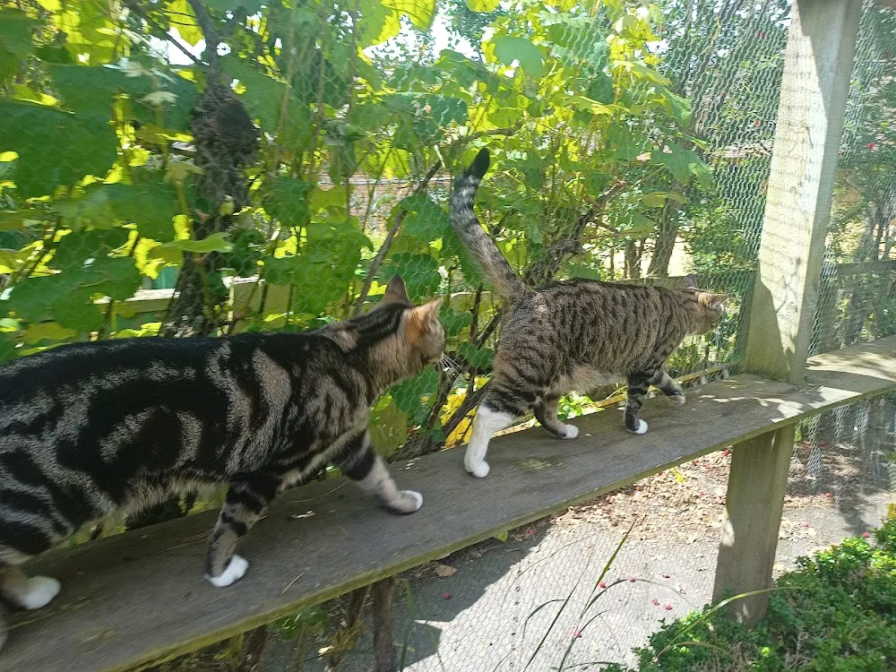 4 Paws Cat Motel - Canterbury pet otel görseli 3