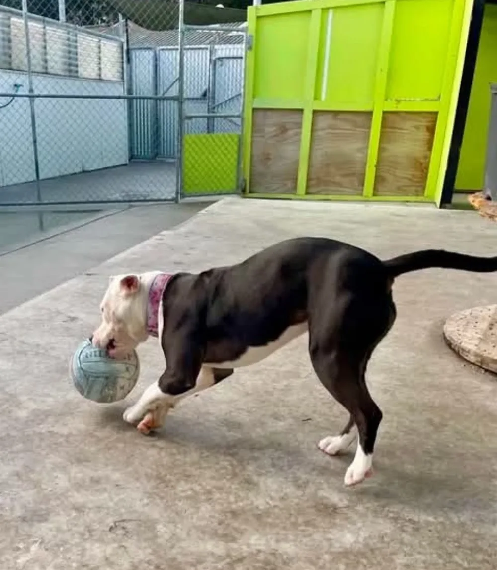 Alameda Kennels & Cattery - Canterbury pet otel