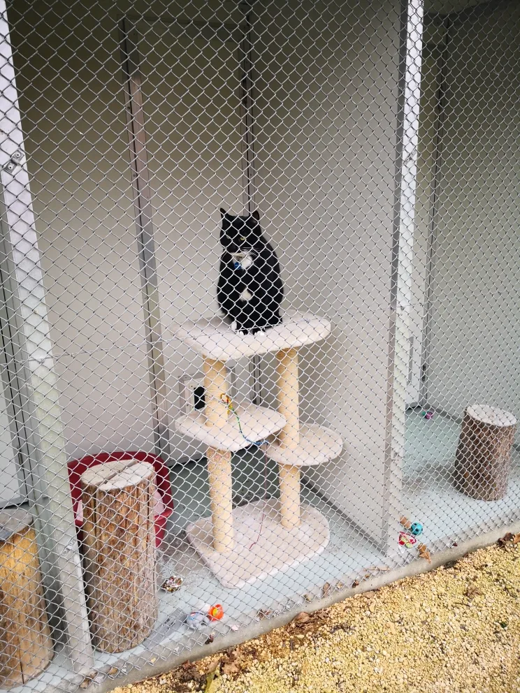Ali Cats Cattery - Canterbury pet otel görseli 3