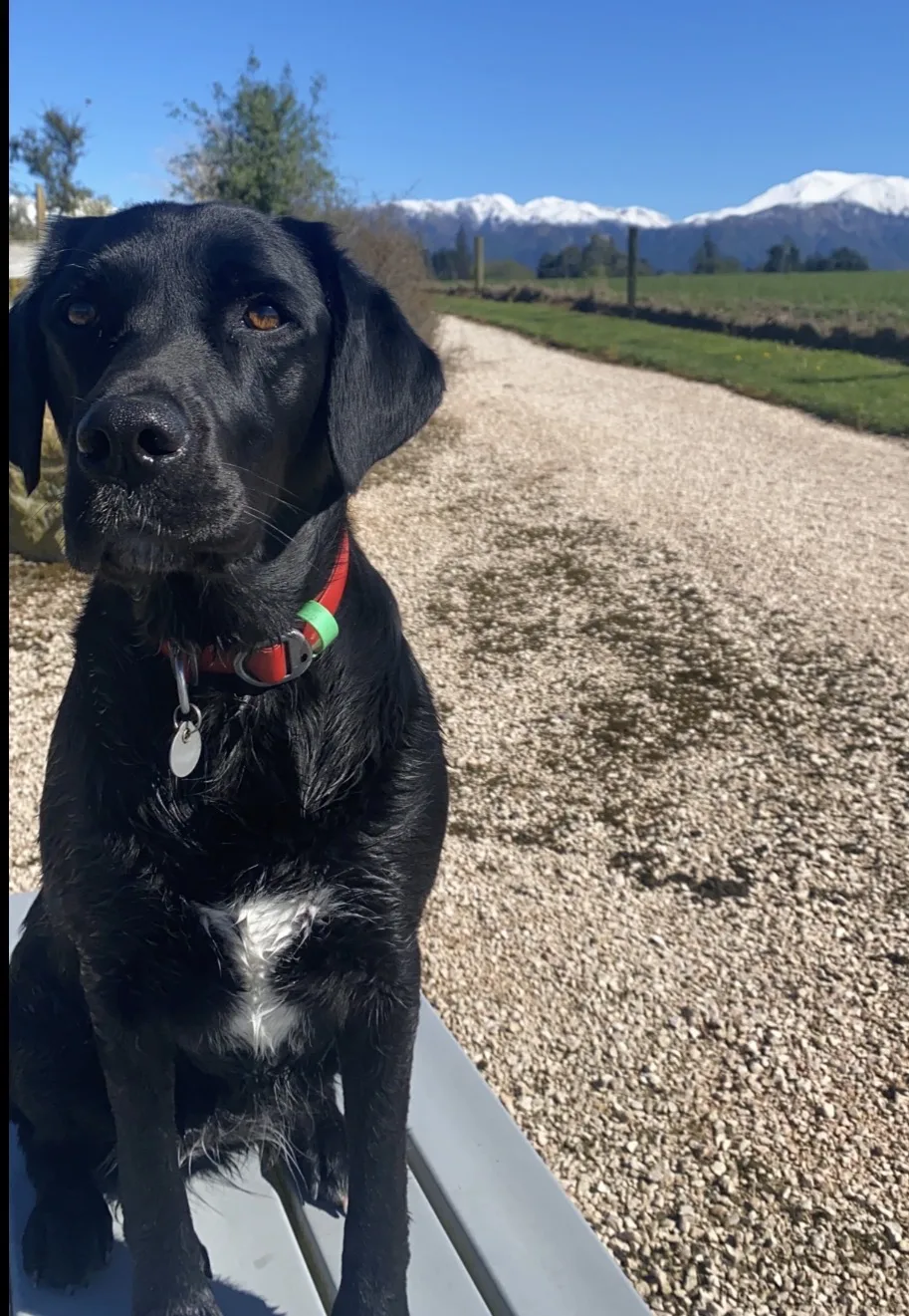 Archway Kennels - Canterbury pet otel