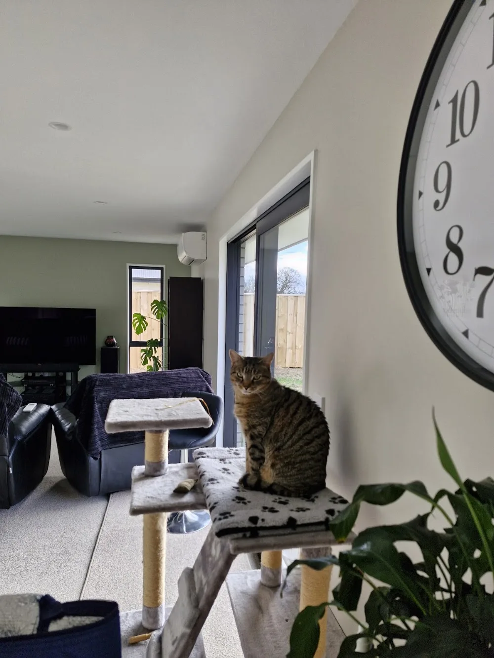 Cats on Courtenay - Canterbury pet otel