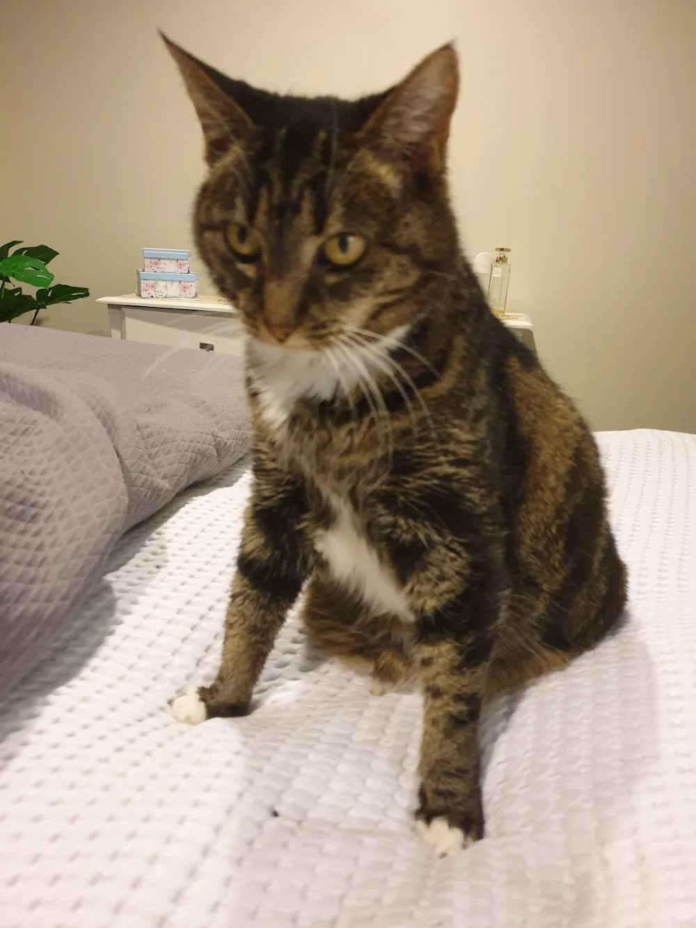 Cherry Grove Cattery - Canterbury pet otel
