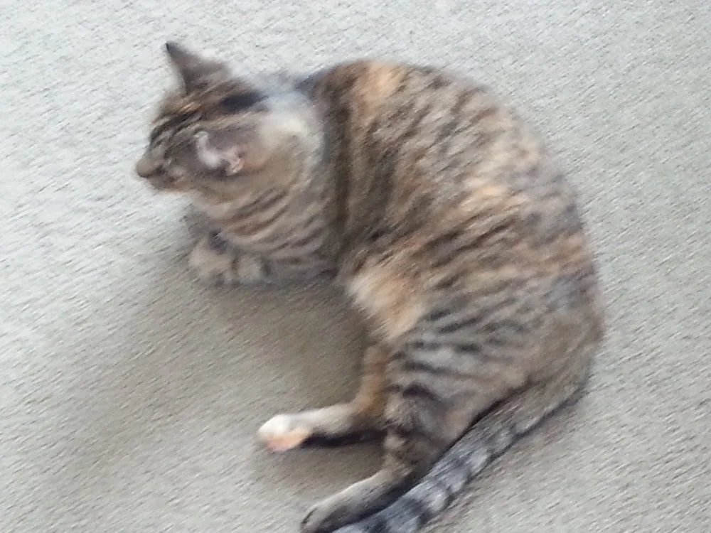Cherry Grove Cattery - Canterbury pet otel görseli 3