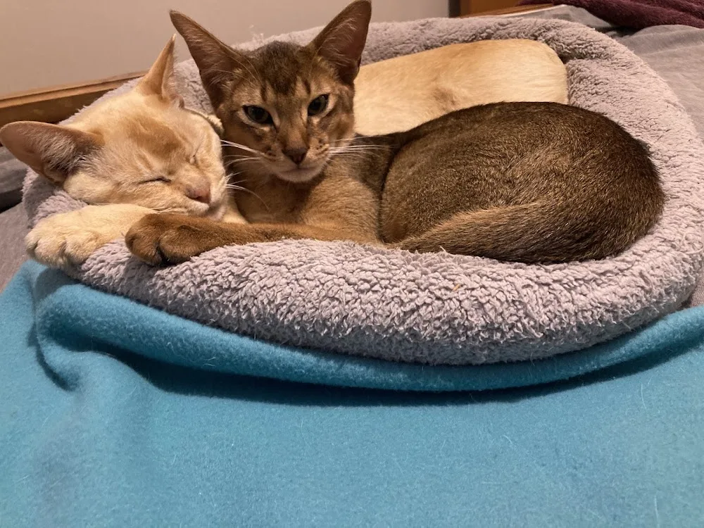 Cool Cats Cattery - Canterbury pet otel