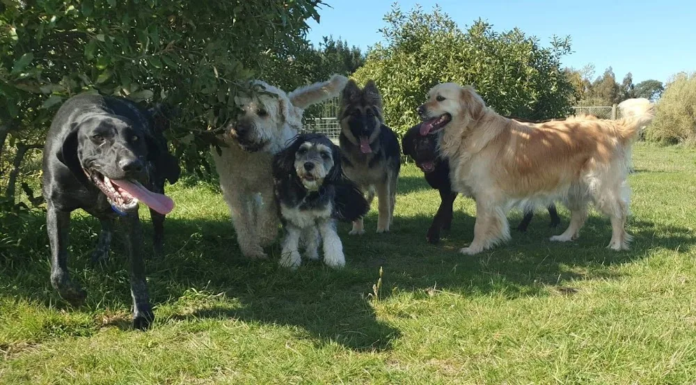 Country Paws - Boarding Kennels & Cattery - Canterbury pet otel görseli 2