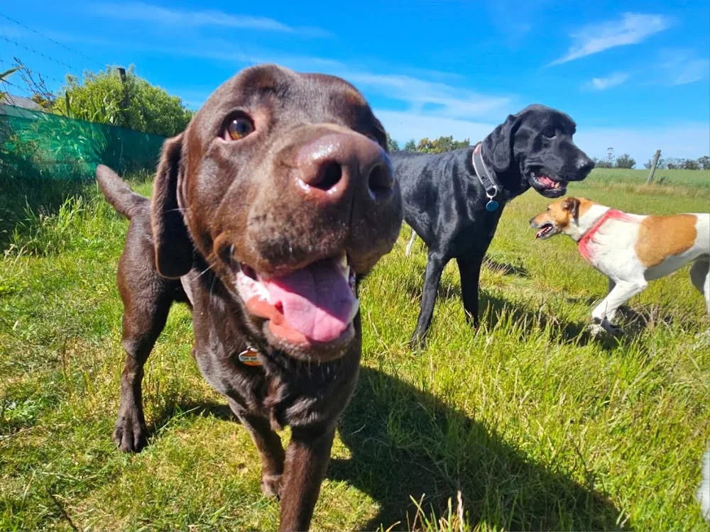 Country Paws - Boarding Kennels & Cattery - Canterbury pet otel görseli 3