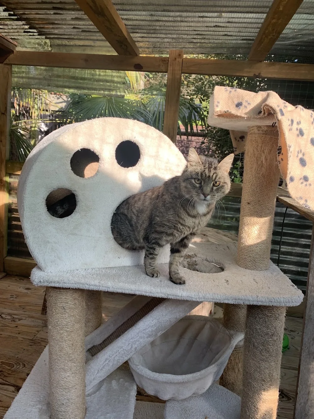 Happy Cats Cottage - Canterbury pet otel