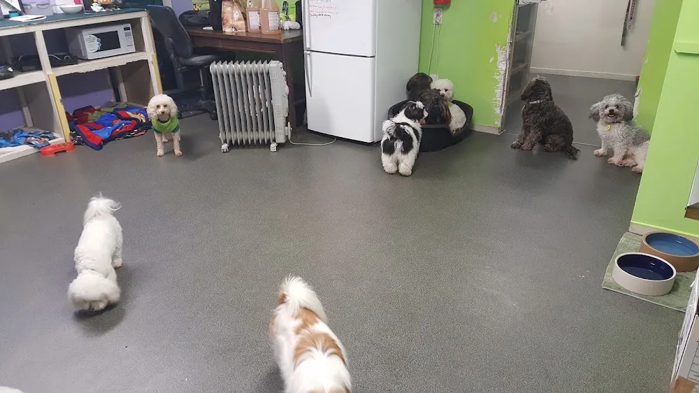 Kimmy's Cats & K9's - Canterbury pet otel görseli 3