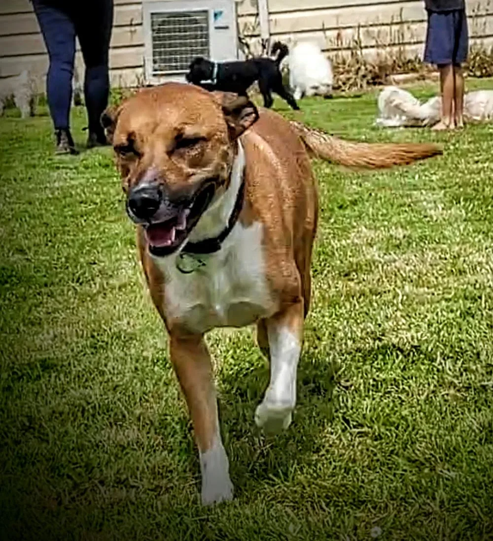 Lucky Dog Boarding Kennels - Canterbury pet otel görseli 3