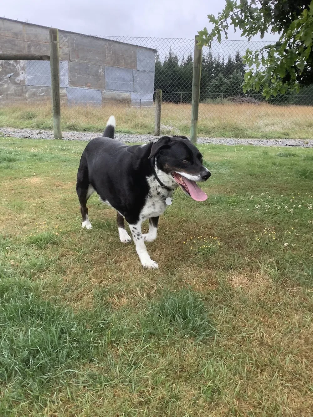 Oxford Boarding Kennels - Canterbury pet otel