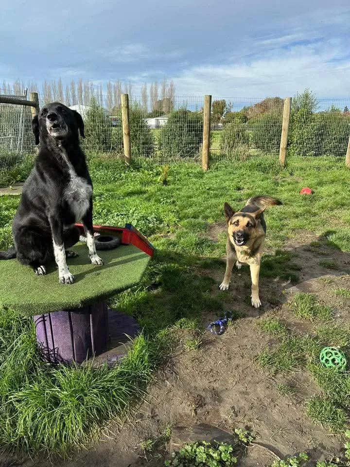 Parkavon Kennels, Doggy Daycare & Training - Canterbury pet otel