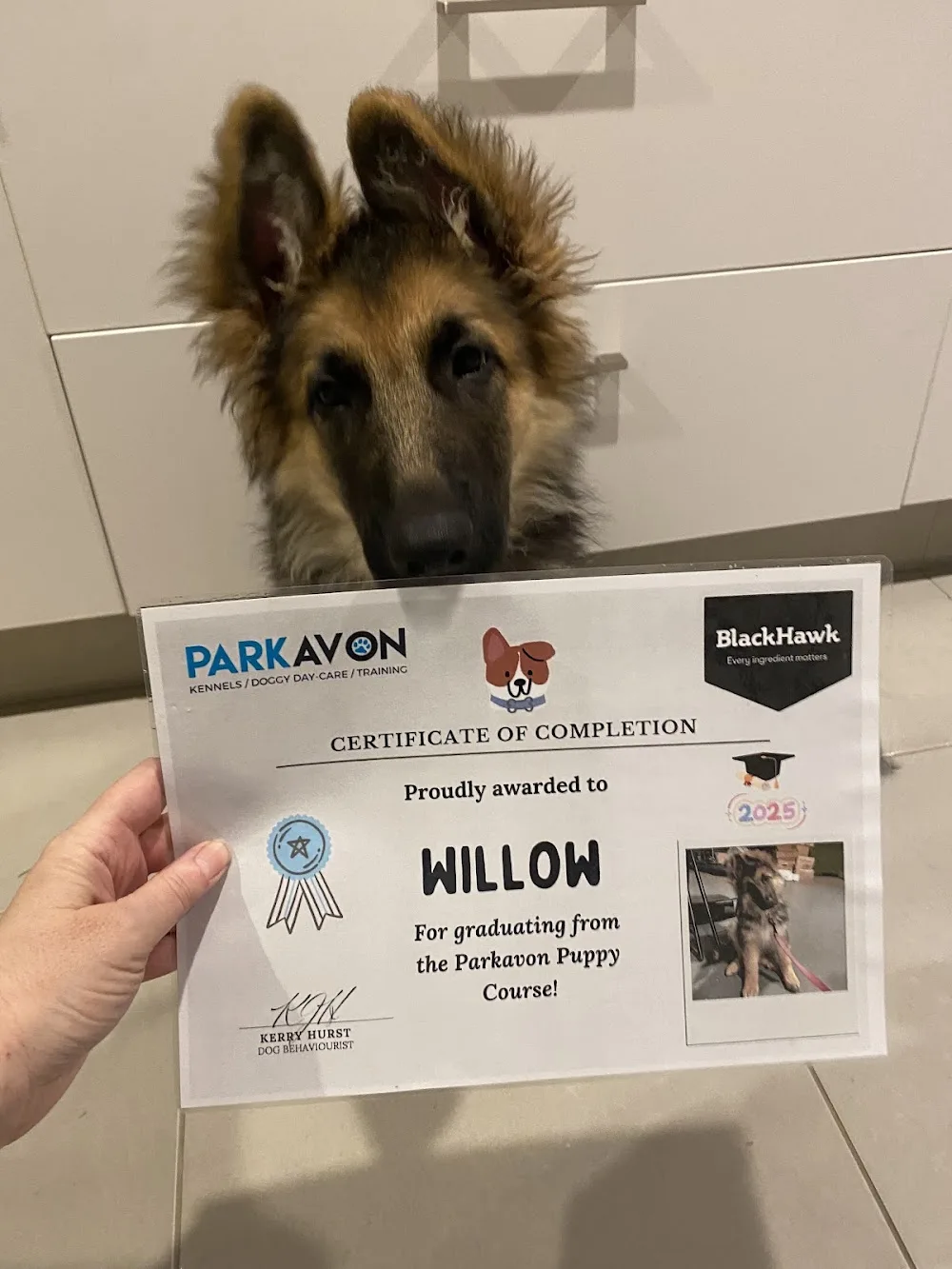 Parkavon Kennels, Doggy Daycare & Training - Canterbury pet otel görseli 3