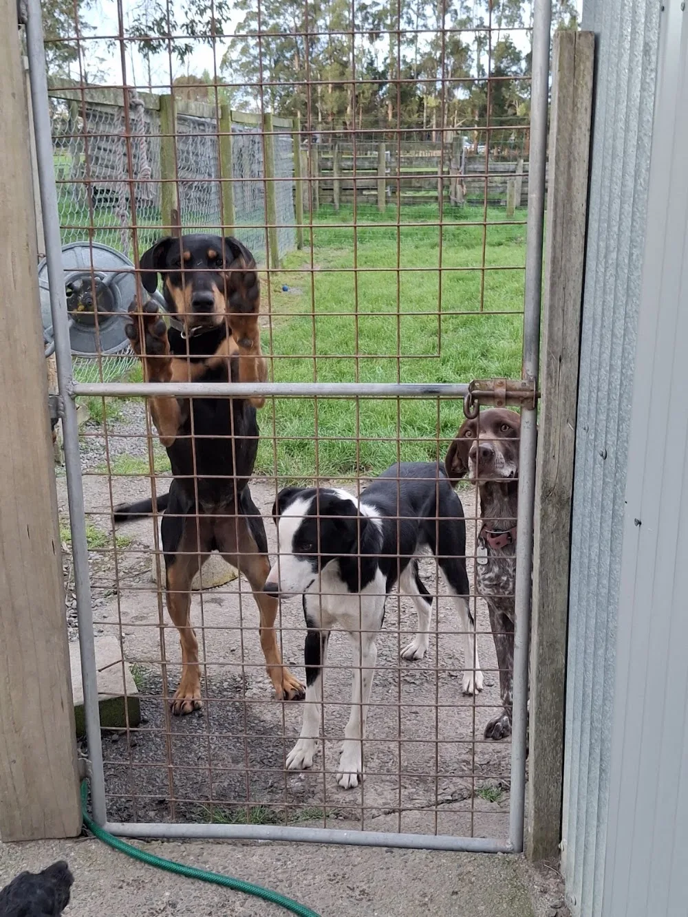 Rangiora Boarding Kennels - Canterbury pet otel