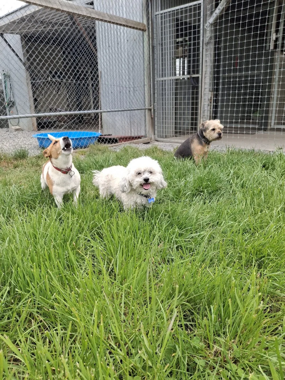 Rangiora Boarding Kennels - Canterbury pet otel görseli 3