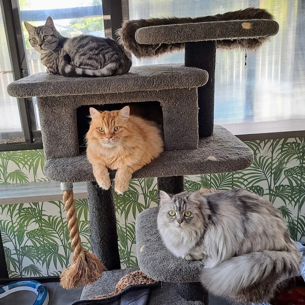 Riverside Cattery - Canterbury pet otel