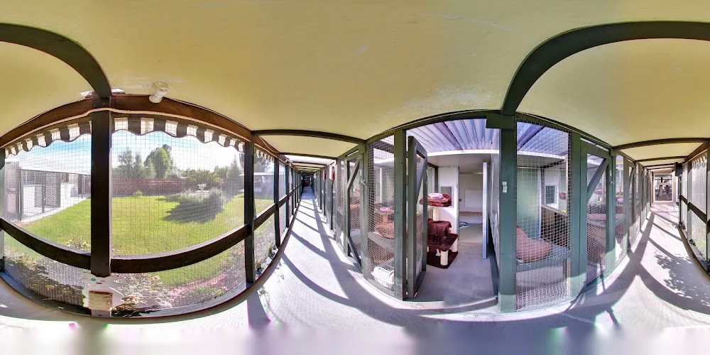 Riverside Cattery - Canterbury pet otel görseli 4
