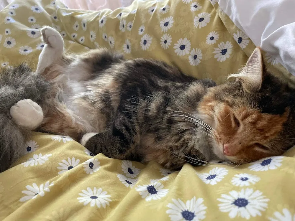 Snuggle Inn Boarding Cattery - Canterbury pet otel