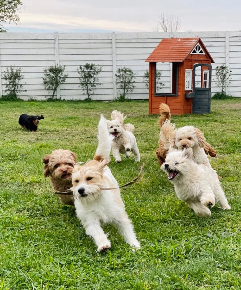 The Pup Club - Canterbury pet otel