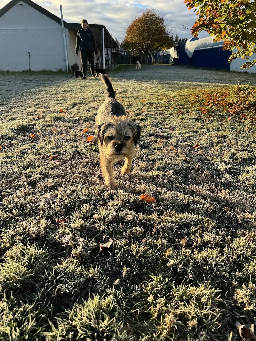 Top Notch Boarding Kennels - Canterbury pet otel