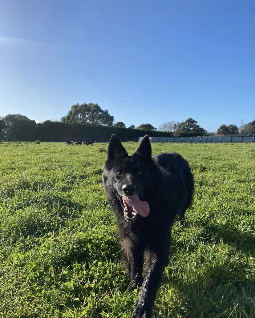Top Notch Boarding Kennels - Canterbury pet otel görseli 3