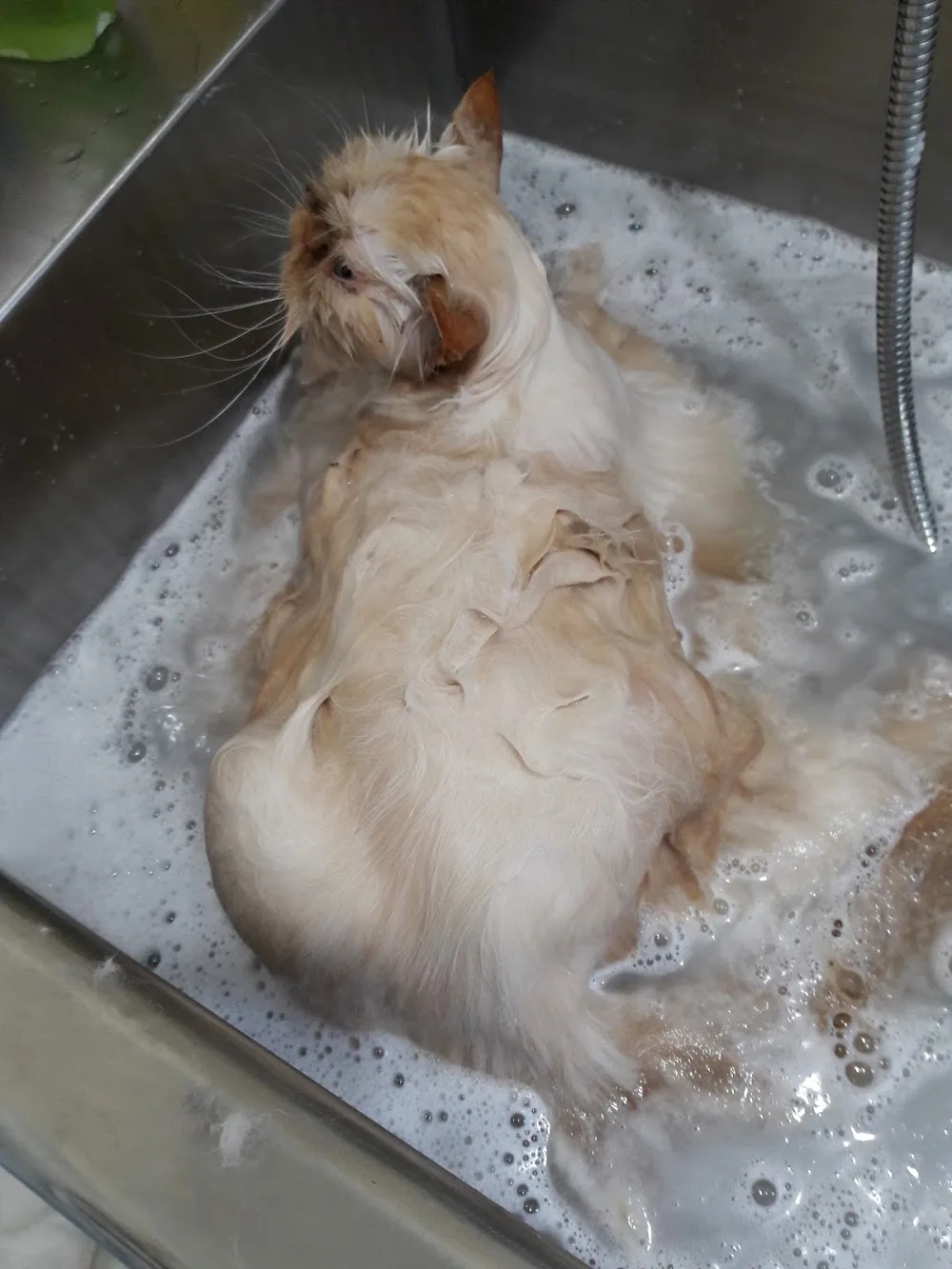 Transfurmation Cat Boarding & Grooming - Canterbury pet otel