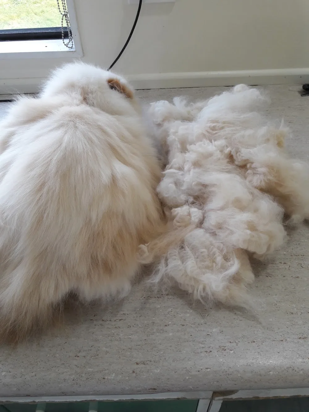 Transfurmation Cat Boarding & Grooming - Canterbury pet otel görseli 3