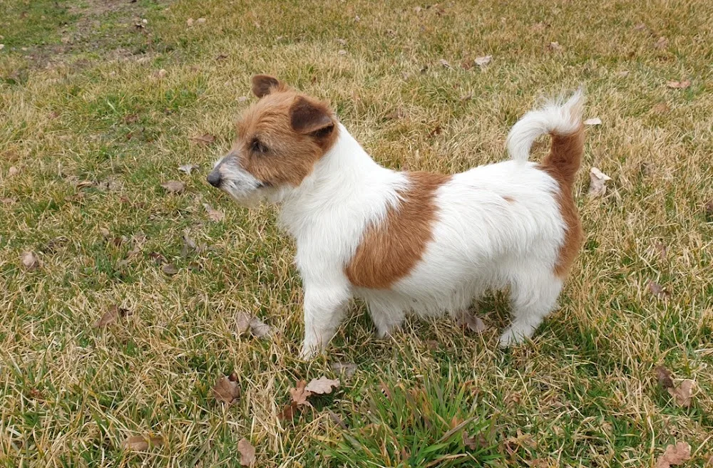 Allevamento Bosco Vivo allevamento Jack Russell, educazione e Pensione cani e gatti - Cantù pet otel görseli 3