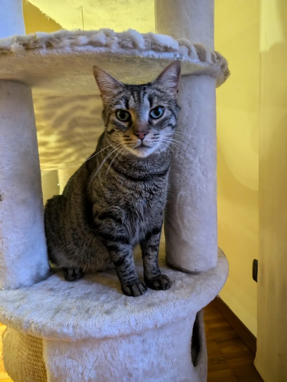 Cat Home Como - Cantù pet otel görseli 3