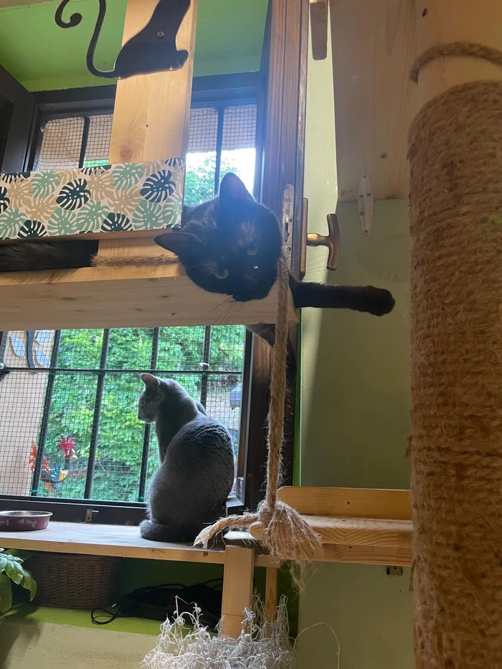 Funny Cat Hotel. Pensione per gatti e cat sitter a domicilio - Cantù pet otel