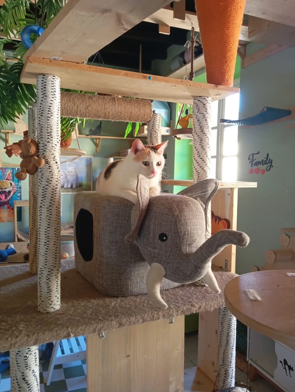 Funny Cat Hotel. Pensione per gatti e cat sitter a domicilio - Cantù pet otel görseli 3