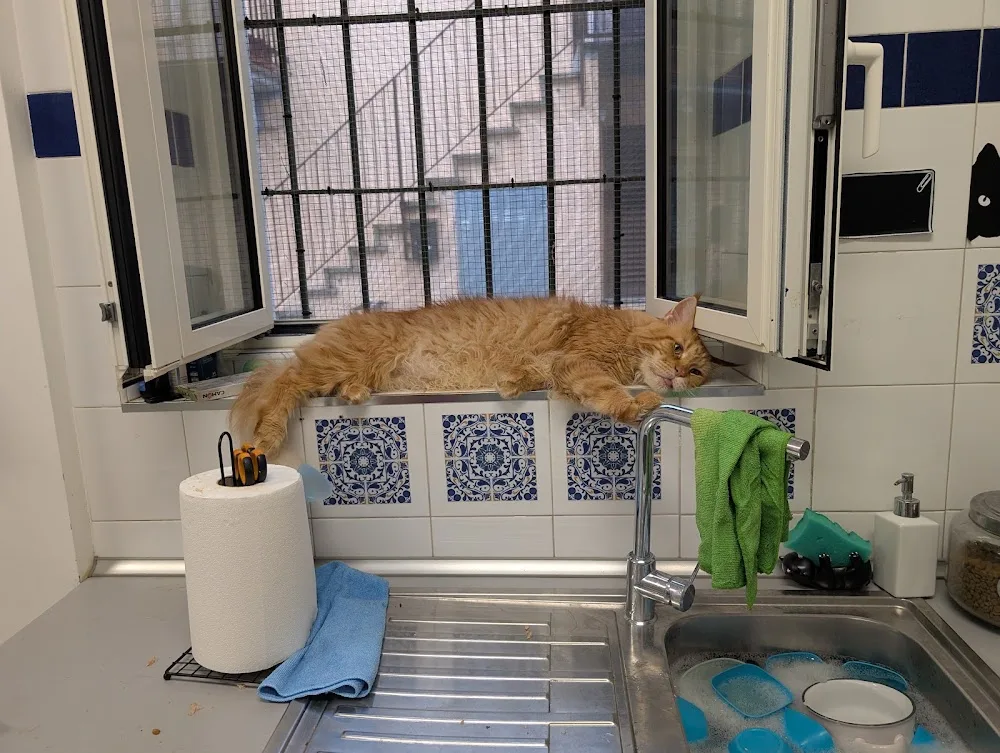 GATTA ci COVA pensione per gatti... viziati... - Cantù pet otel görseli 3