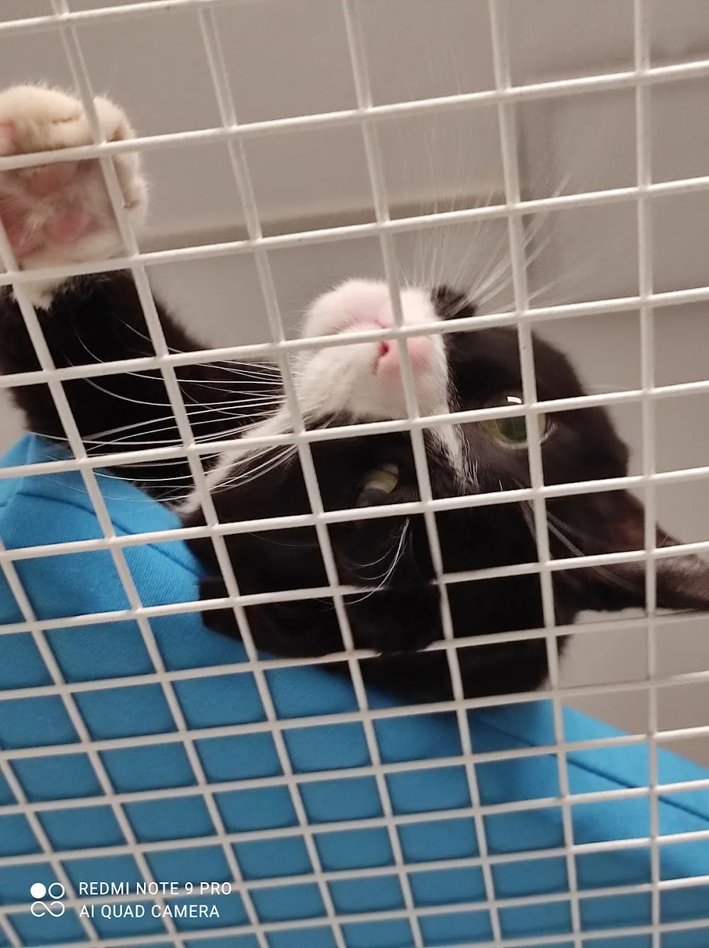 GATTA ci COVA pensione per gatti... viziati... - Cantù pet otel görseli 6