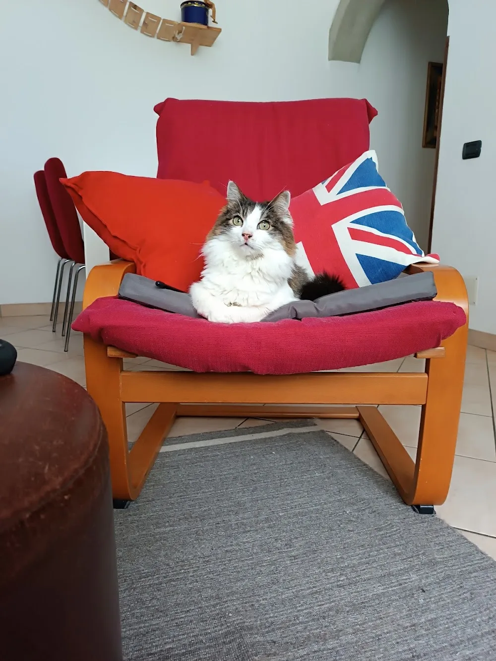house of cat - Cantù pet otel