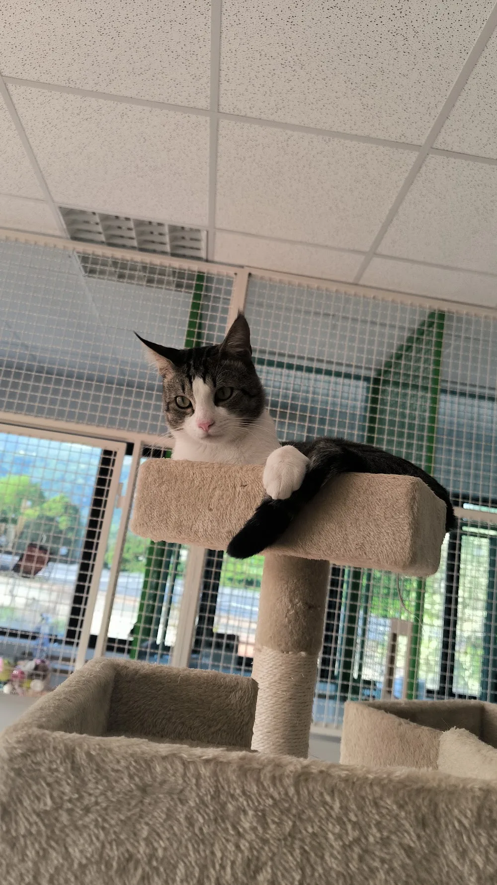 La Loggia del Gatto - Cantù pet otel