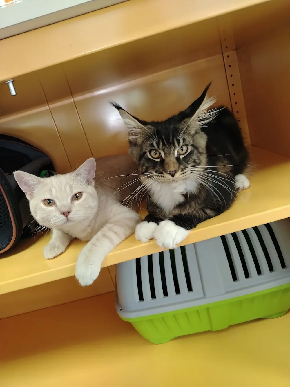 La Loggia del Gatto - Cantù pet otel görseli 3