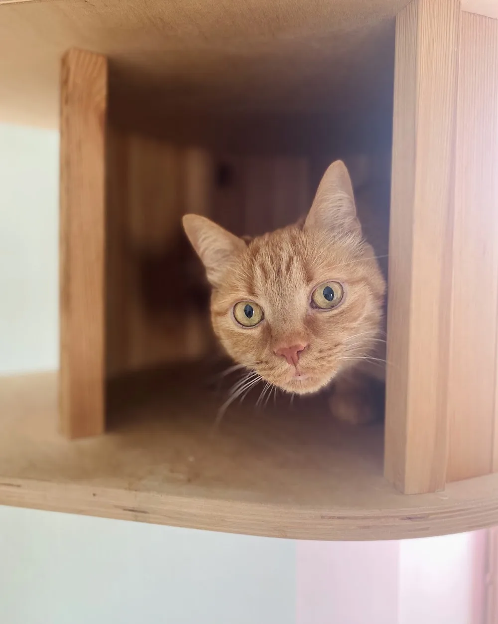 MicioMiao Resort - Pensione per gatti - Cantù pet otel görseli 6