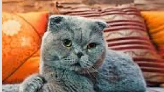 Pensione da gatti - Cantù pet otel görseli 2