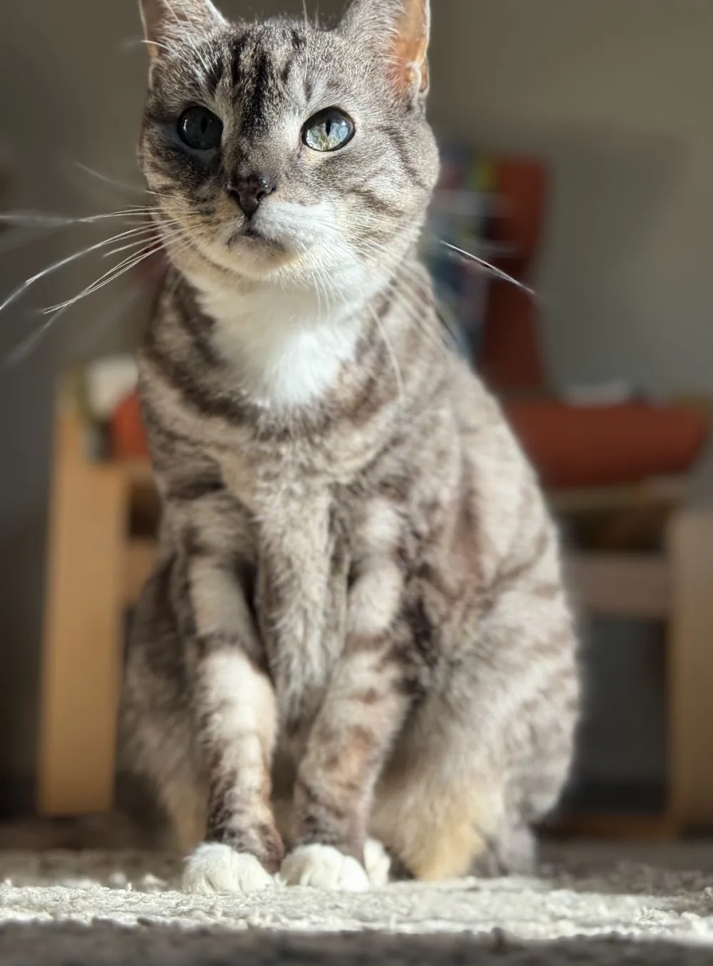 Pensione da gatti - Cantù pet otel görseli 3