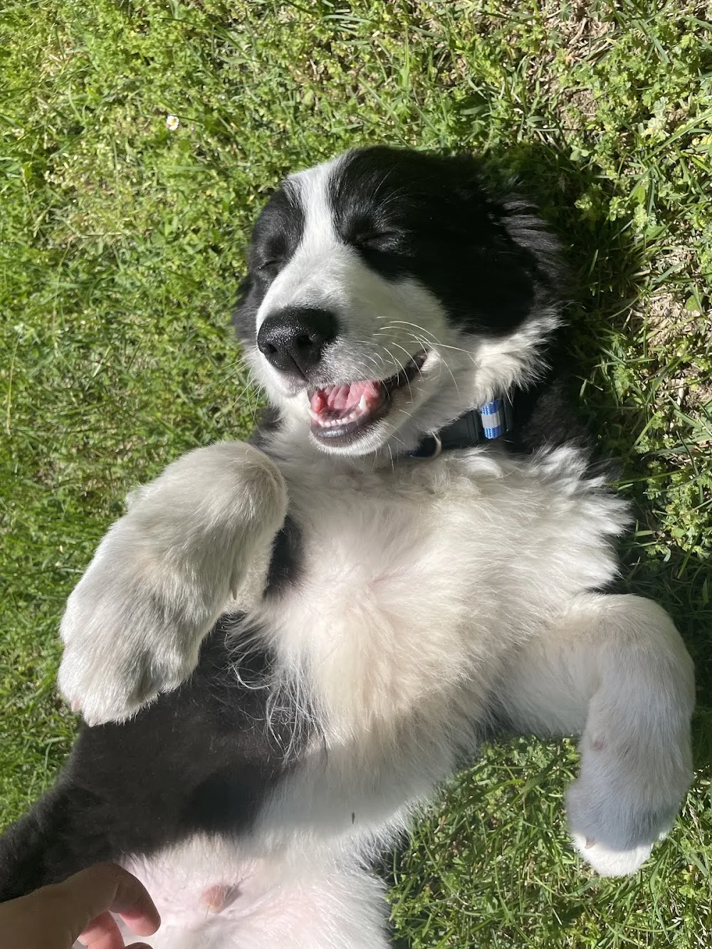 Sarapetsitter - Cantù pet otel görseli 2
