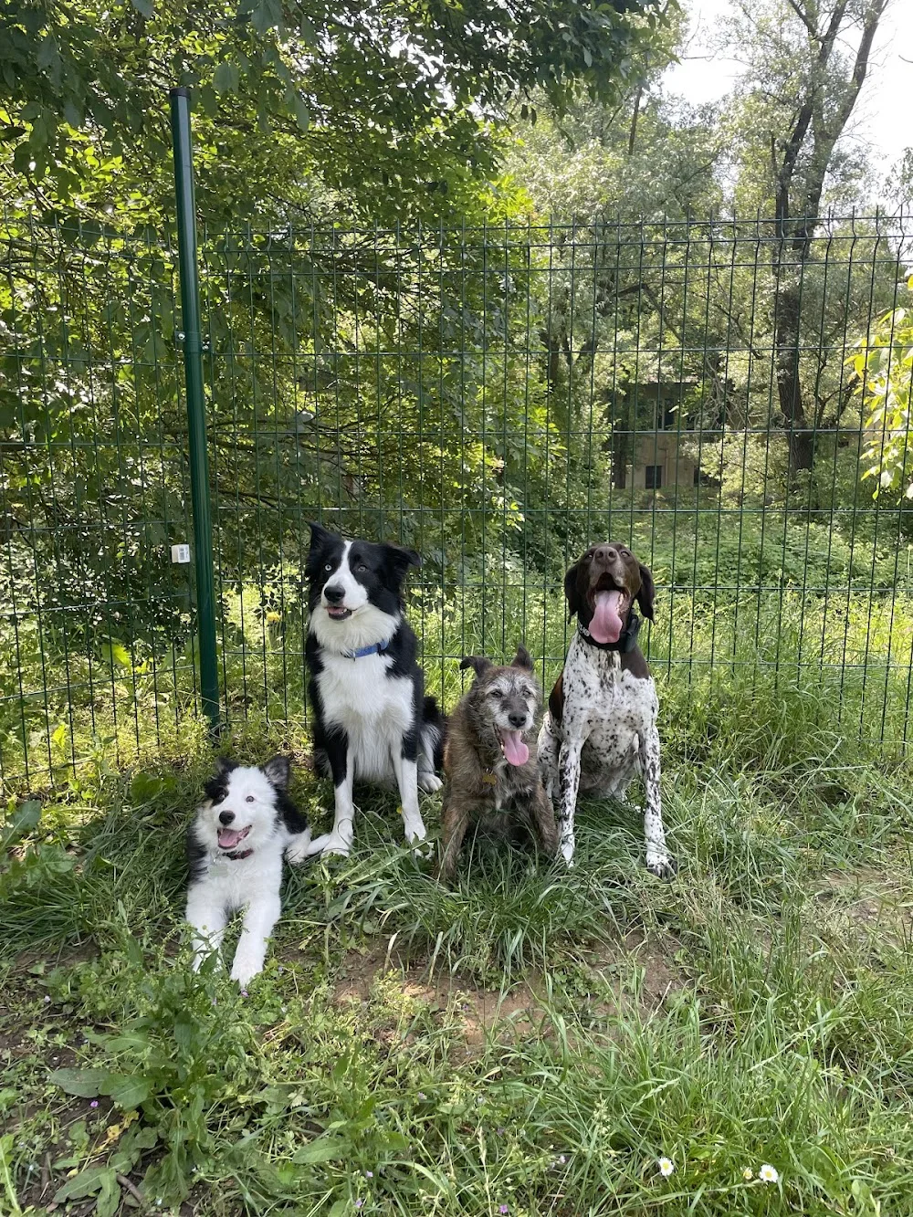 Sarapetsitter - Cantù pet otel görseli 3