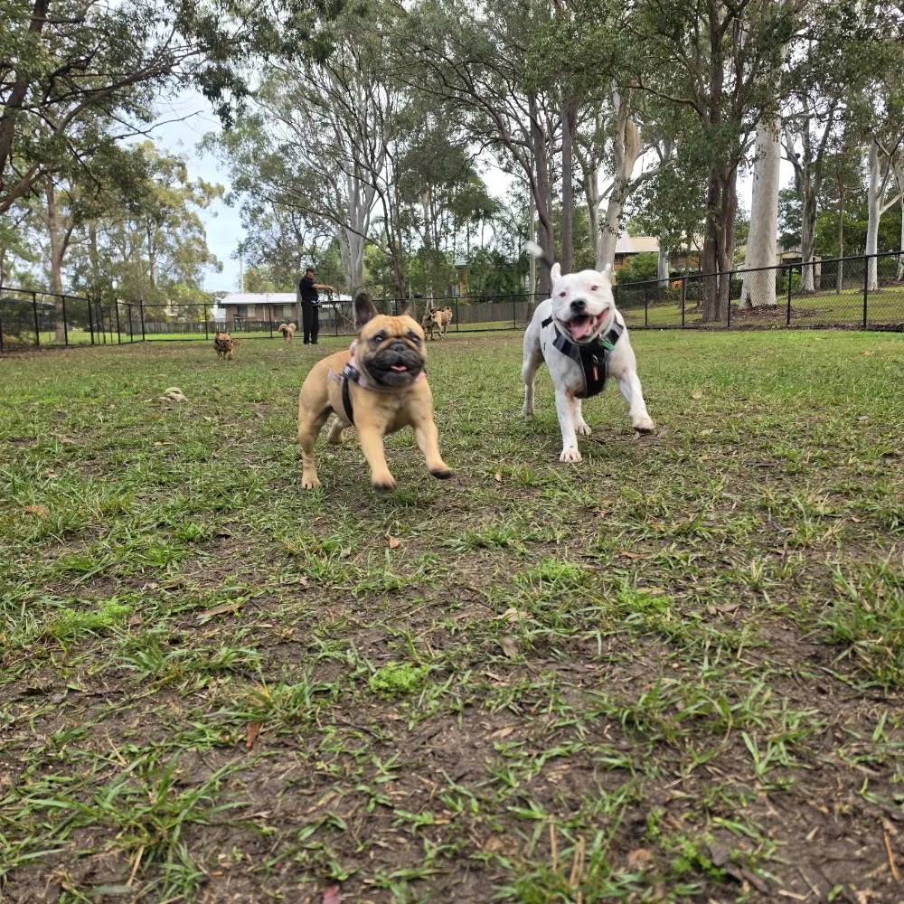 Barkss Pet Care - Capalaba pet otel görseli 2