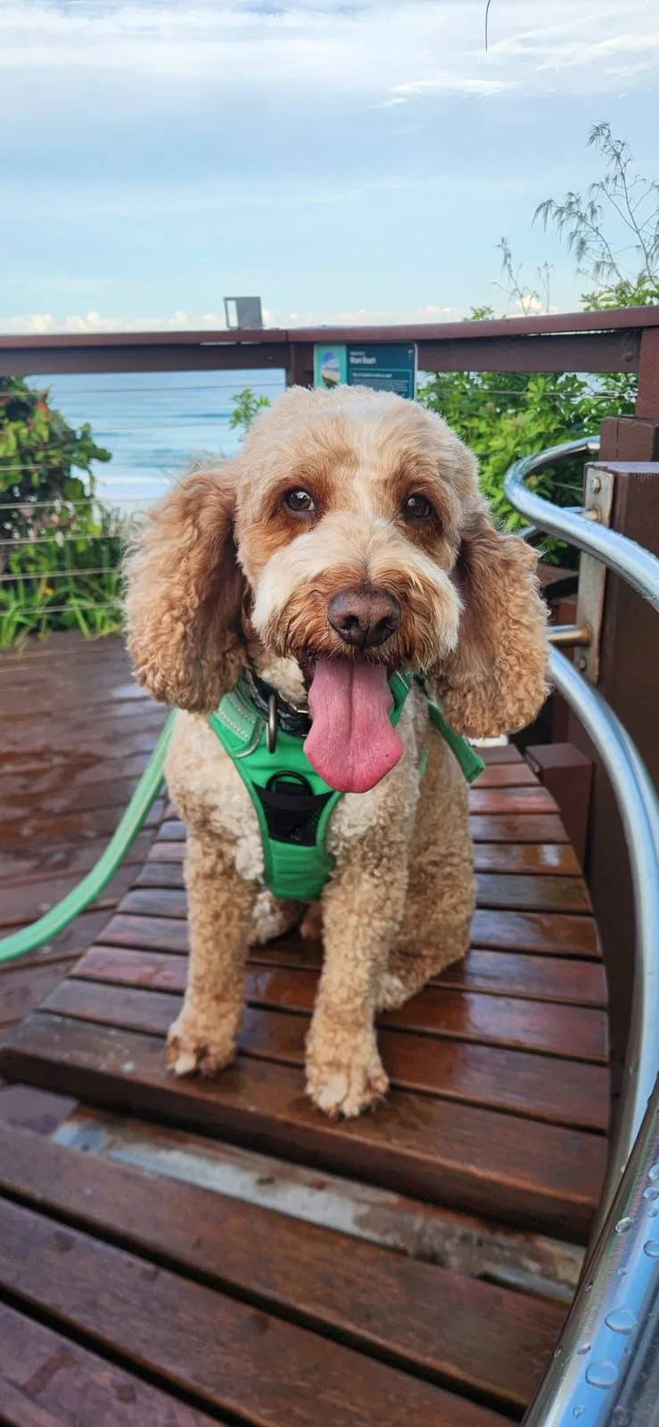 Bayside Barkers Doggy Day Care - Capalaba pet otel görseli 3