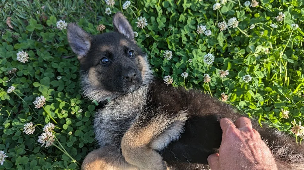 Bluemax Kennels - Capalaba pet otel görseli 3