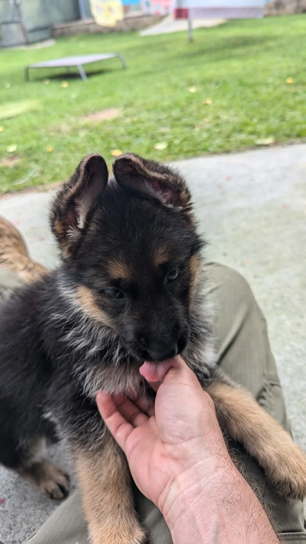 Bluemax Kennels - Capalaba pet otel görseli 6