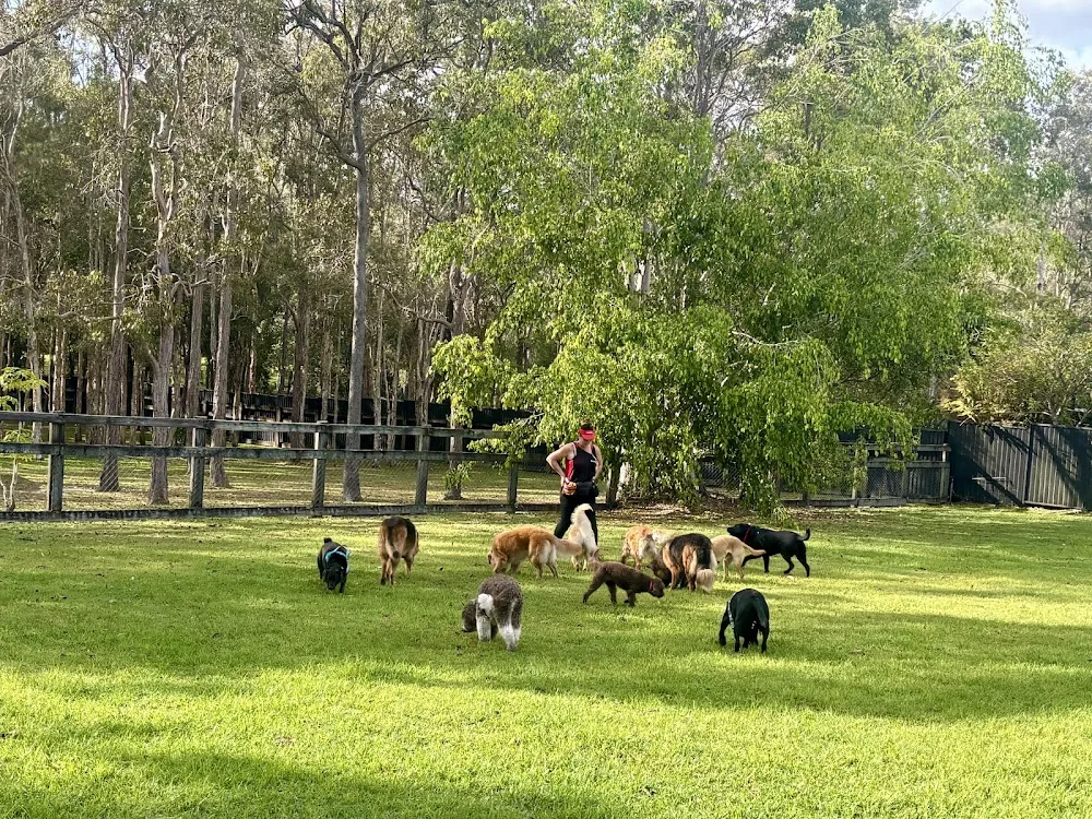 Houndog Daycare - Capalaba pet otel görseli 2