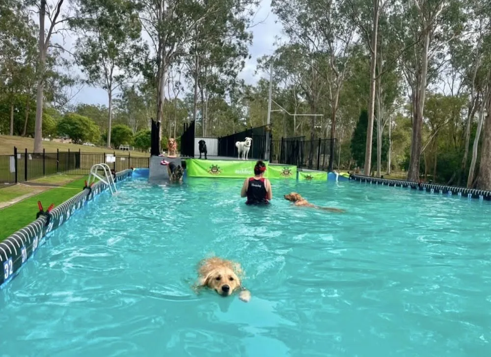 Houndog Daycare - Capalaba pet otel görseli 3