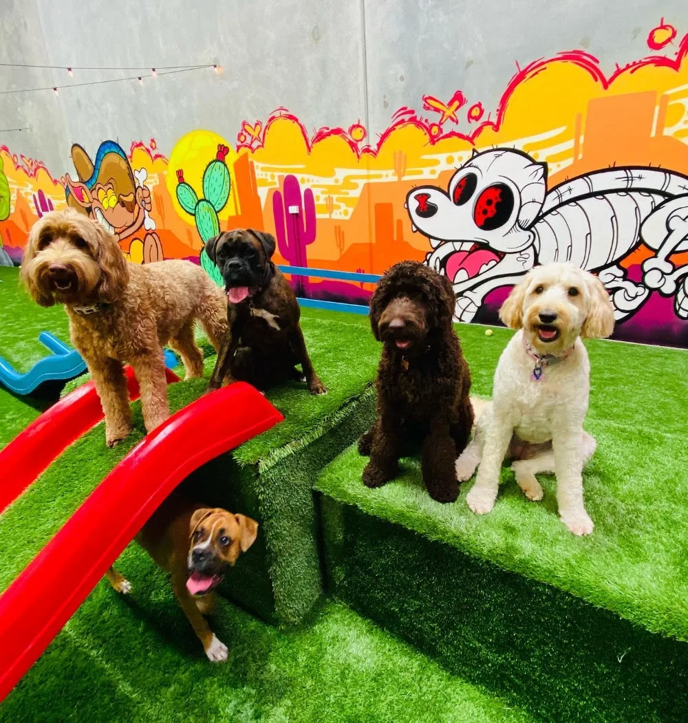 Houston & Friends - Capalaba pet otel görseli 2