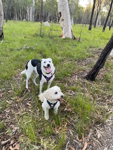 Houston & Friends - Capalaba pet otel görseli 7